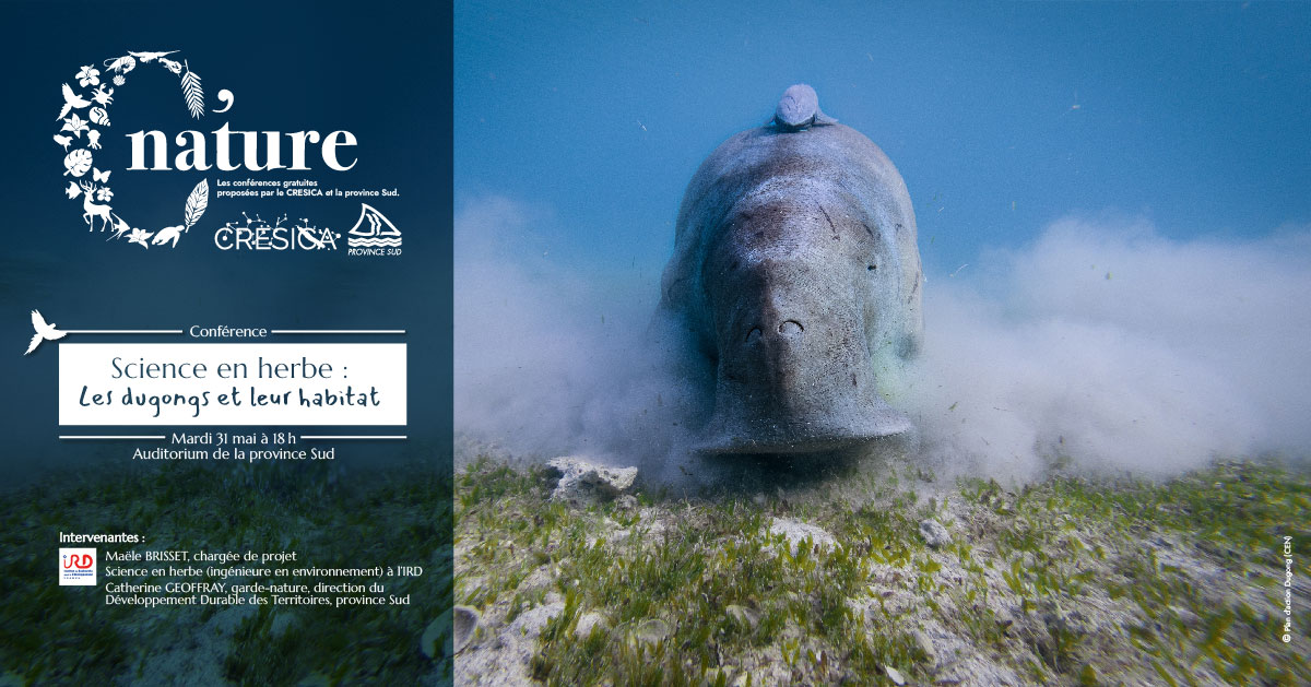 Affiche Dugongs