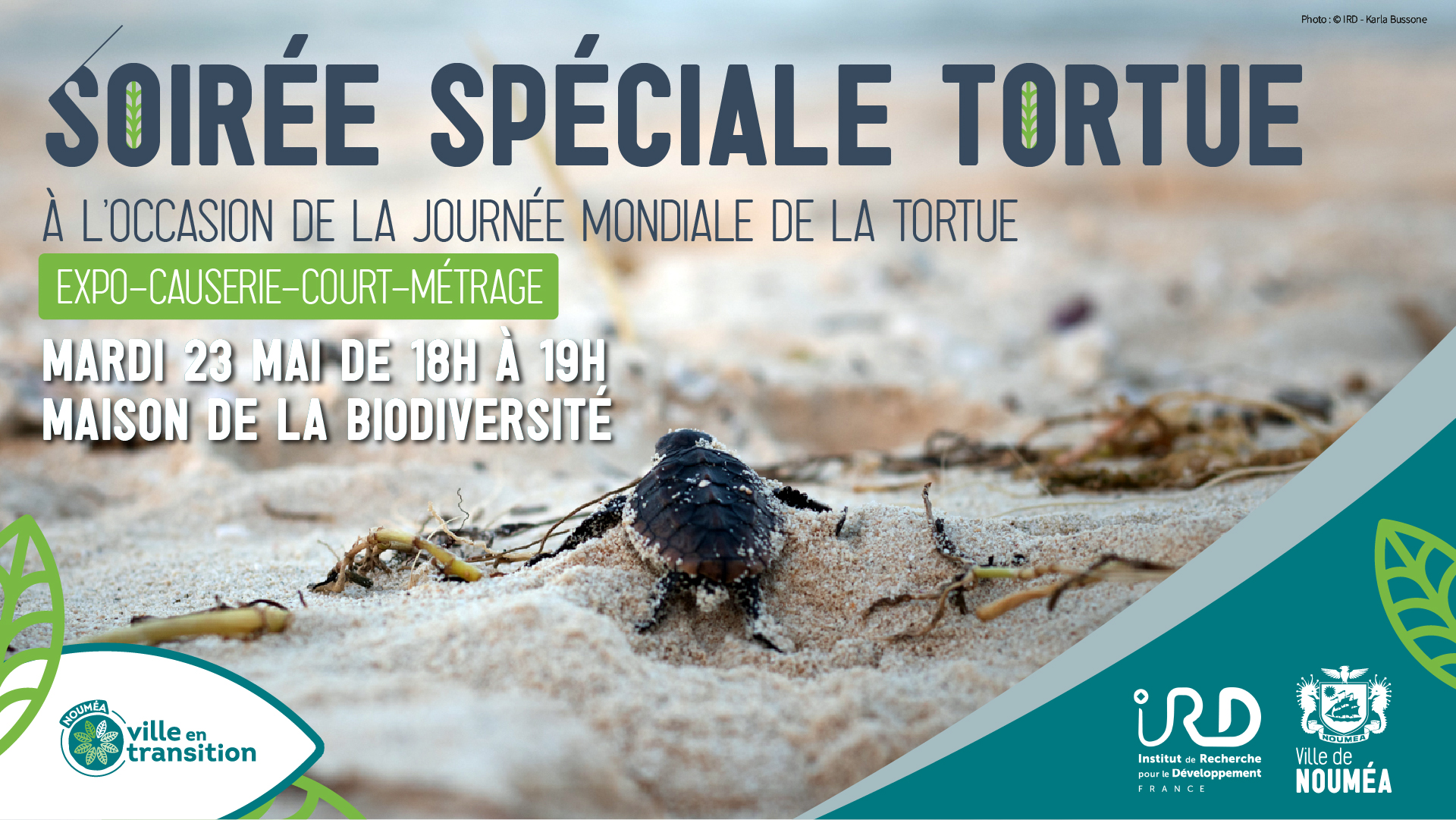 Affiche conférence tortue