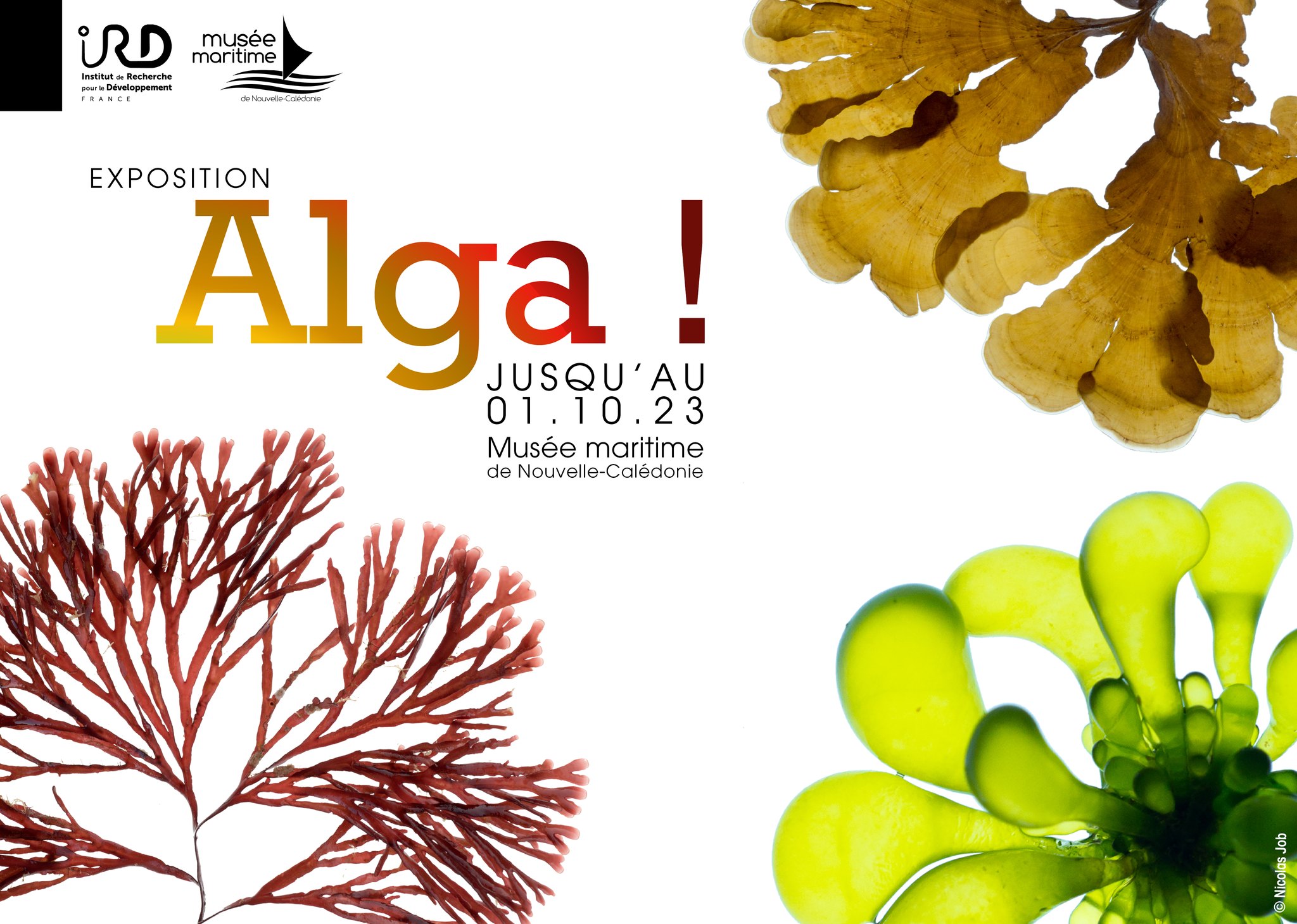 Affiche Algua !