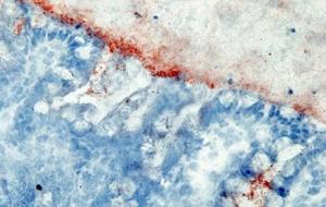 Coupe histologique de tissu intestinal humain immuno-marqué pour la bêta-défensine-3. La bêta-défensine-3 est en rouge, l’épithélium est en bleu, la lumière intestinale est en gris. Crédit : Brice Sperandio/Institut Pasteur