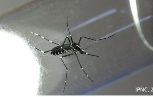 Aedes, Scutellaris
