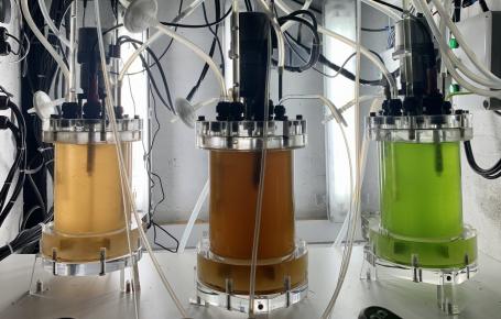 Culture de microalgues en photobioreacteurs